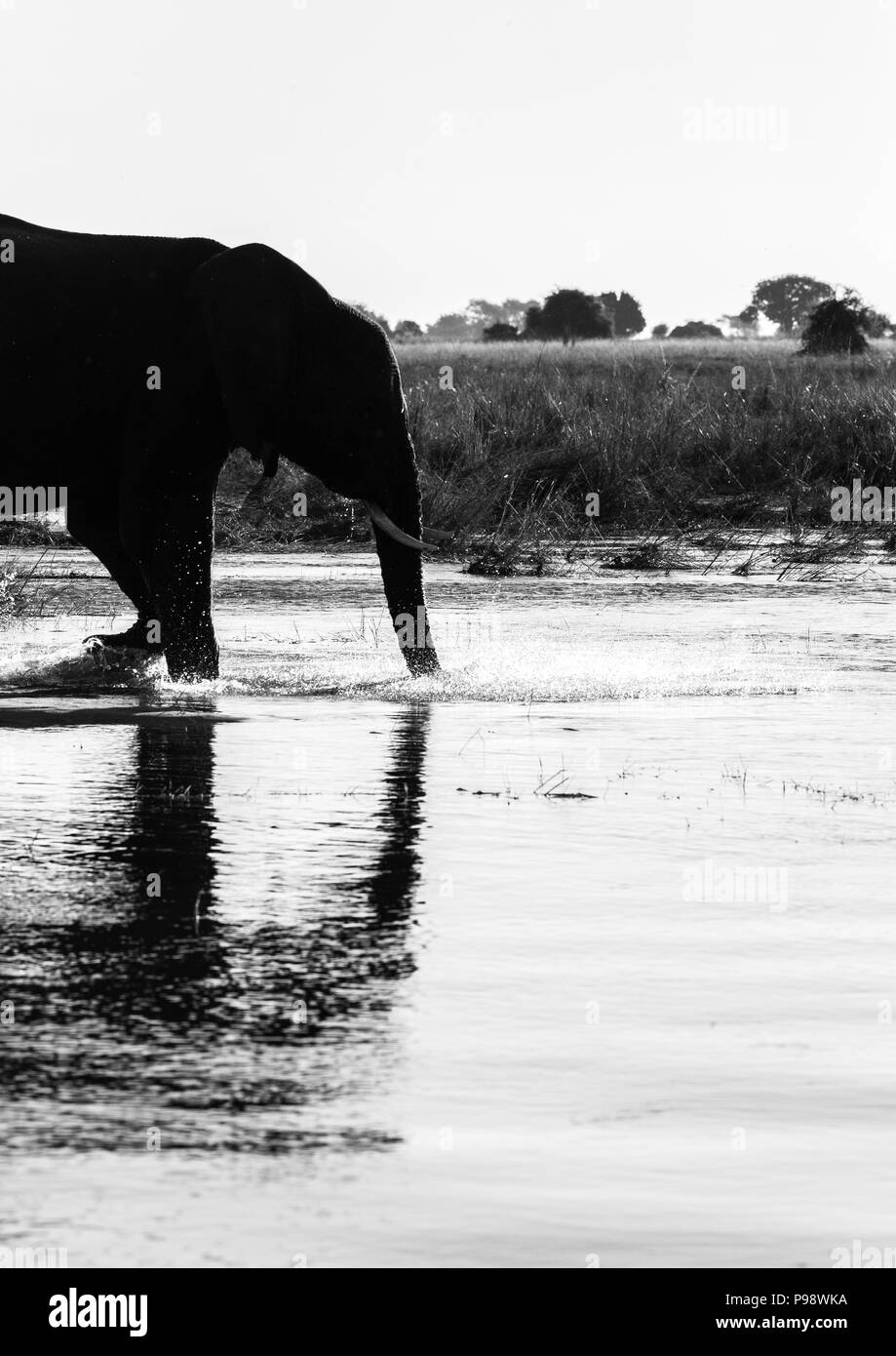 Les éléphants dans la rivière Chobe, au Botswana Namibie frontière. Banque D'Images