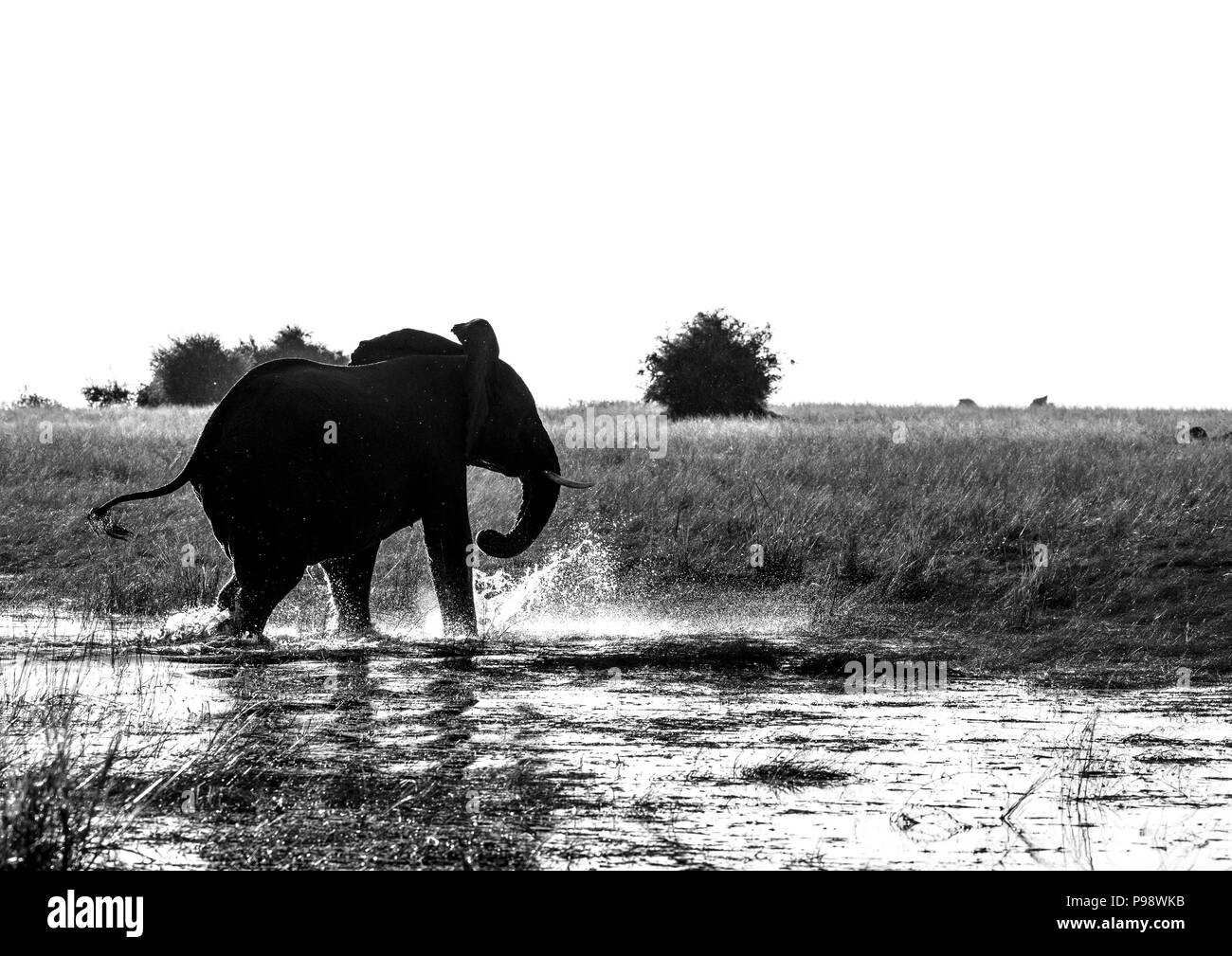 Les éléphants dans la rivière Chobe, au Botswana Namibie frontière. Banque D'Images