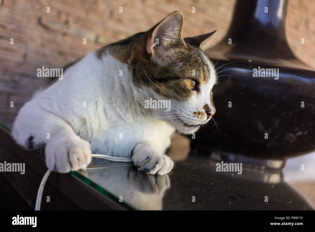 Blanc Brun Chat Sur Table En Verre Side View Close Up Photo Stock Alamy