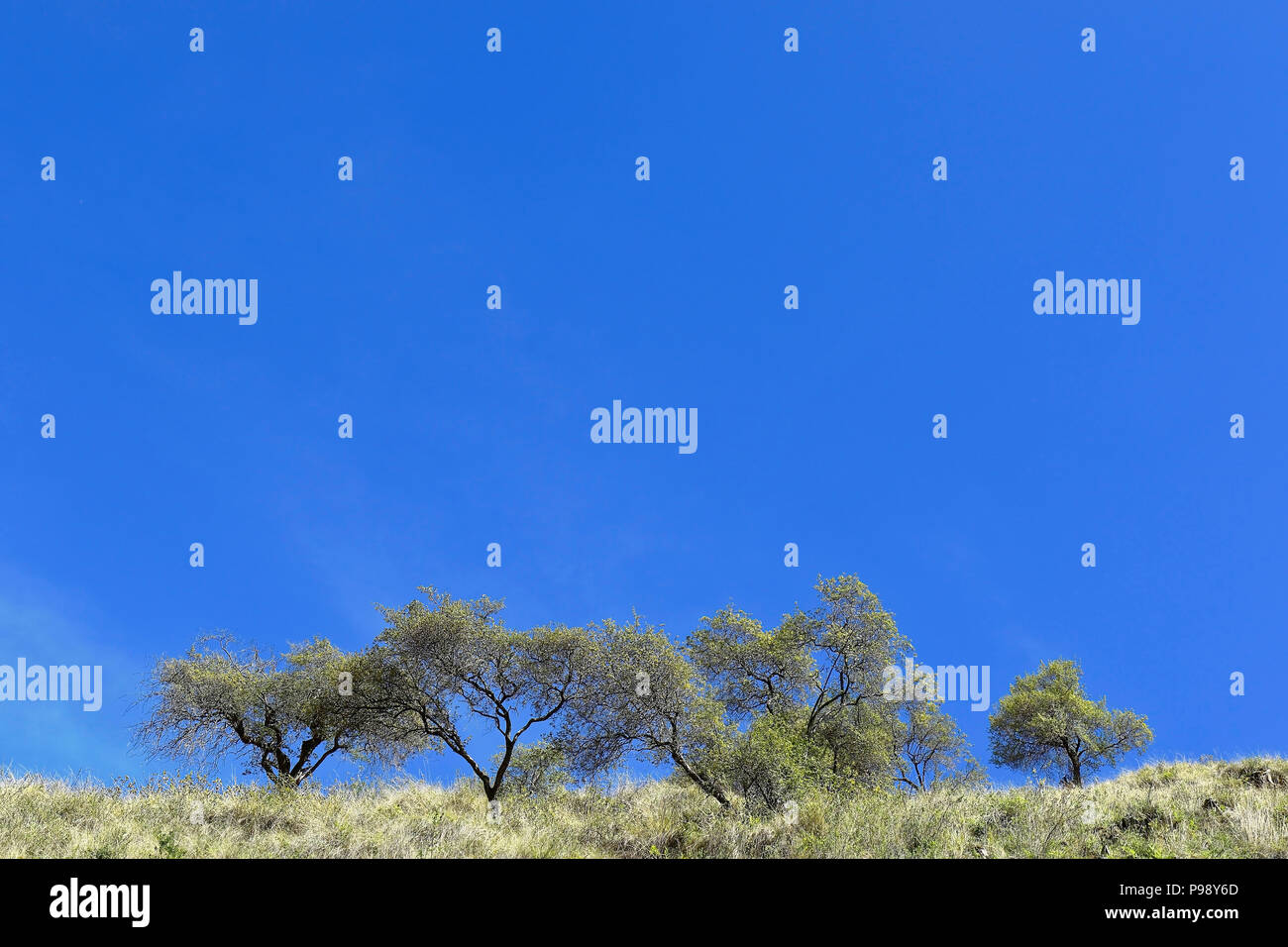 Arbres sur le sommet de la montagne boîte sur le ciel bleu Banque D'Images