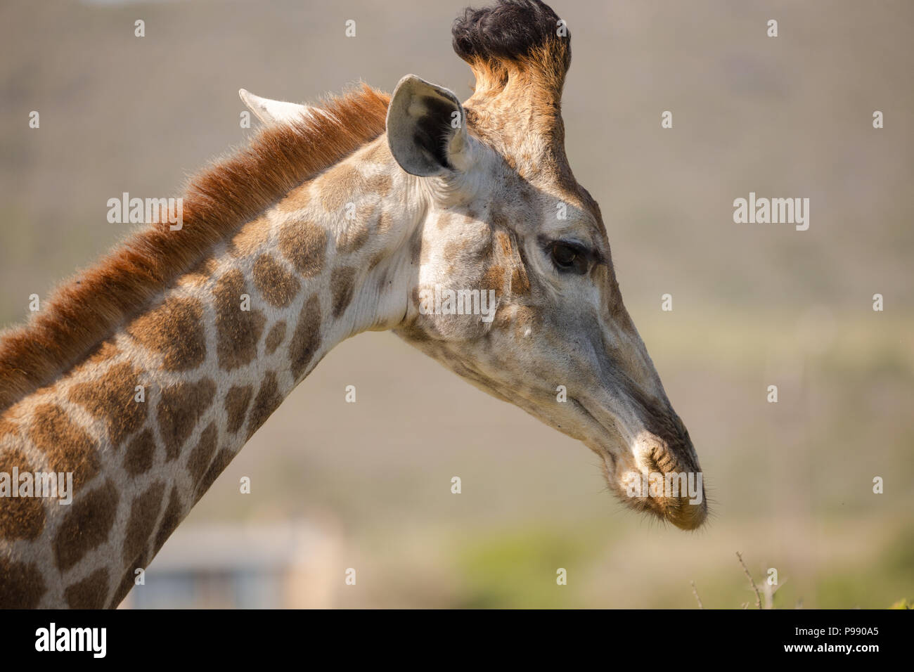 Afrique du Sud ou Cap Giraffe (G. g. g. G. giraffa) gros plan de la tête et du col supérieur vue latérale ou profil dans la nature de l'Afrique du Sud Banque D'Images