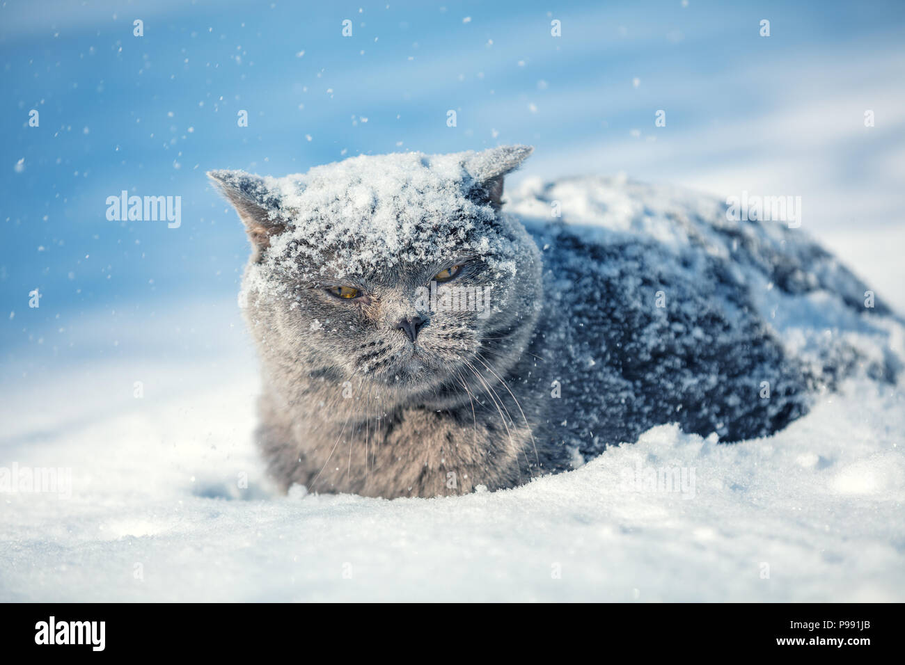 Portrait d'une séance de chat British Shorthair bleu à l'extérieur dans la neige profonde en hiver. Cat couverte de neige Banque D'Images