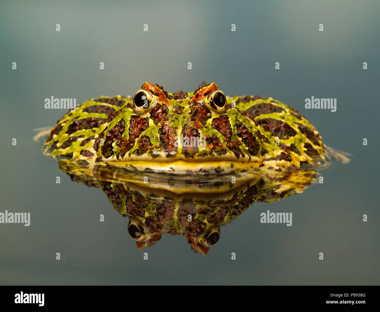 La grenouille cornue d'Argentine Banque D'Images