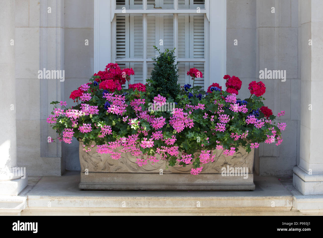 Gros plan de fleurs dans une boîte en pierre sur un rebord de fenêtre planté de plantes de jardin annuelles de géranium roses et rouges à fleurs d'été et un Buxus à feuilles persistantes. Banque D'Images