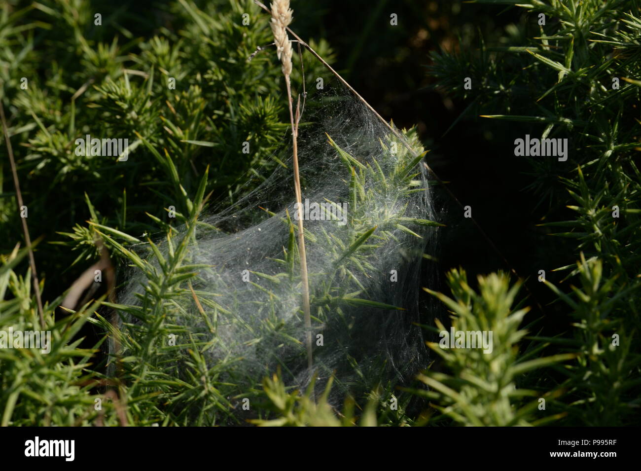 L'ajonc couvert de nids soyeux ou web assure la sécurité à l'hermine papillons Banque D'Images