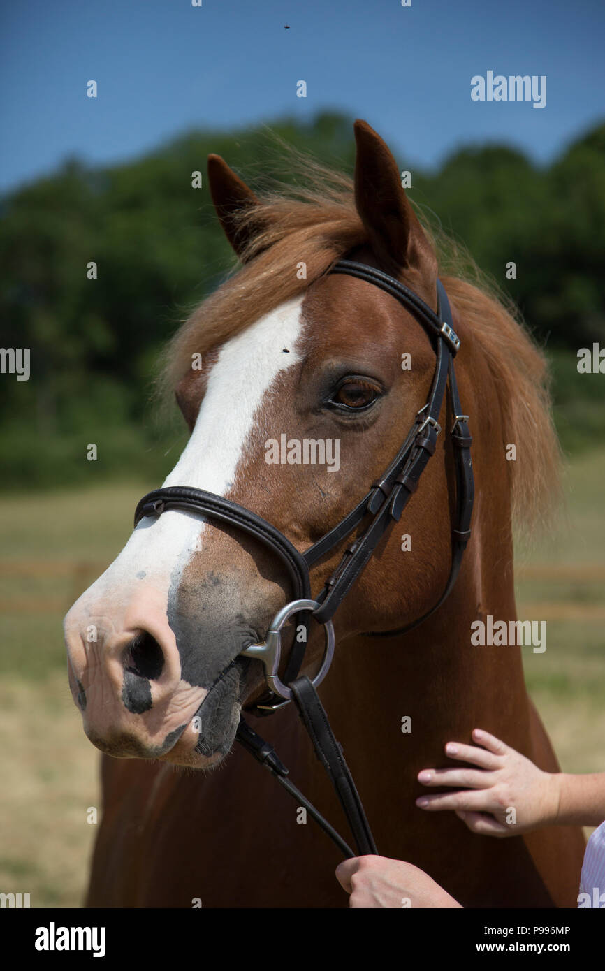 Cheval tête close up, face caméra, le cheval est brun avec flash blanc sur  son nez, cheval est le port d'un licol en cuir noir Photo Stock - Alamy
