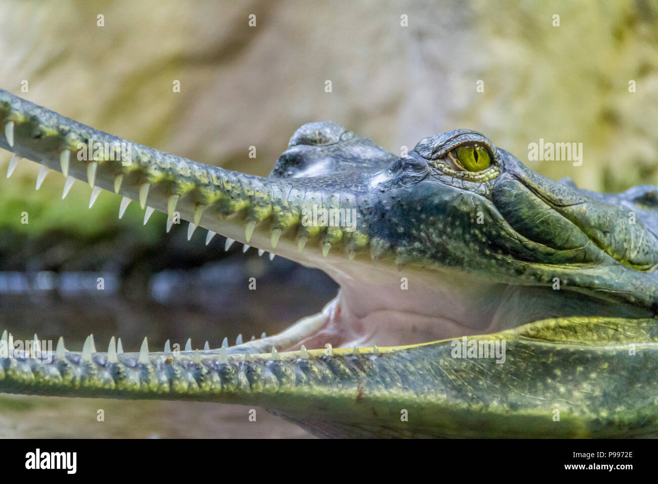 Portrait d'un crocodile nommé gavial avec la bouche ouverte Banque D'Images