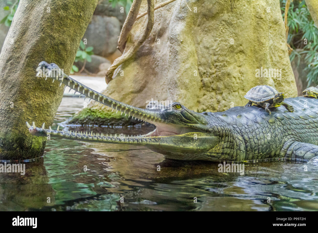 Portrait d'un crocodile nommé Gavial à pleine bouche en ambiance humide Banque D'Images