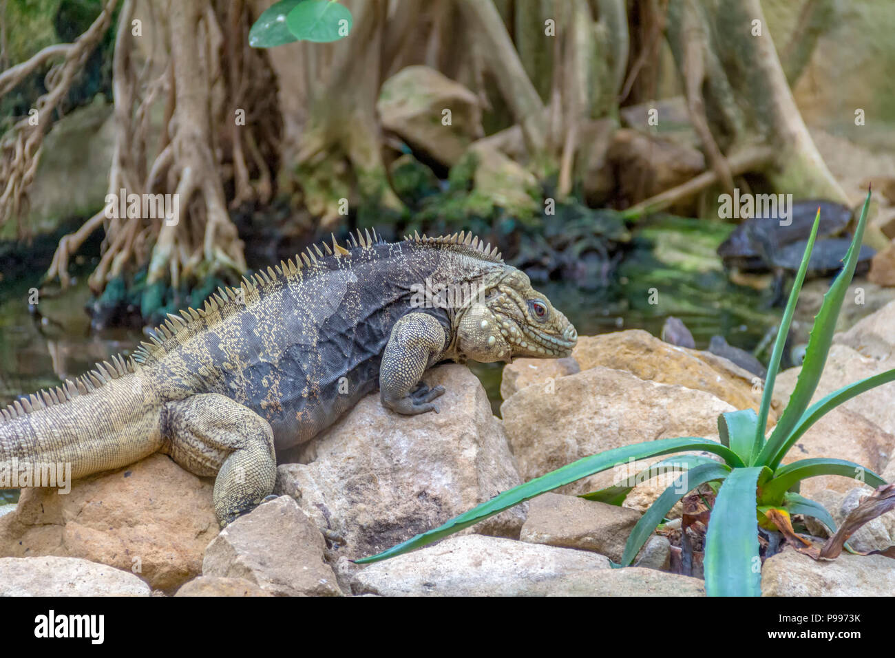 Nommé lézard iguane rock cubain sur le sol rocheux Banque D'Images