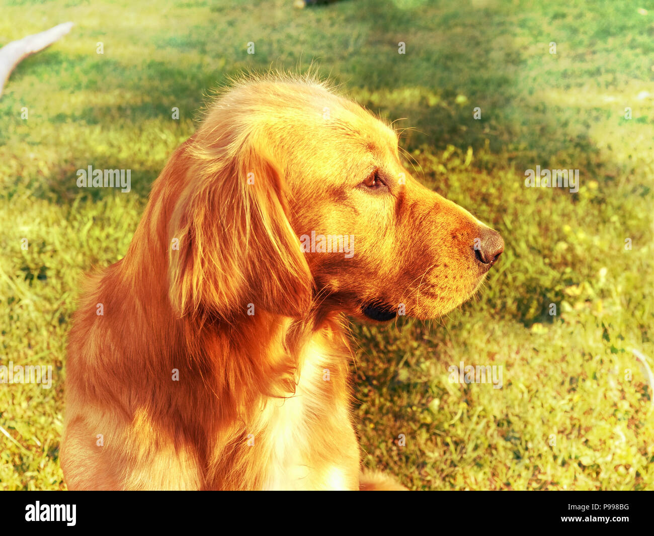 Portrait de chien Golden Retriever assis sur l'herbe. Athletic body sain de smart dog. Golden Retriever couché sur le terrain. Hipster filtre. Banque D'Images