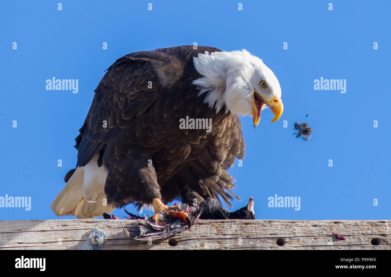 Cela a été pris au bassin Klamath en Californie. Un pygargue à tête blanche est l'alimentation sur une foulque. Banque D'Images