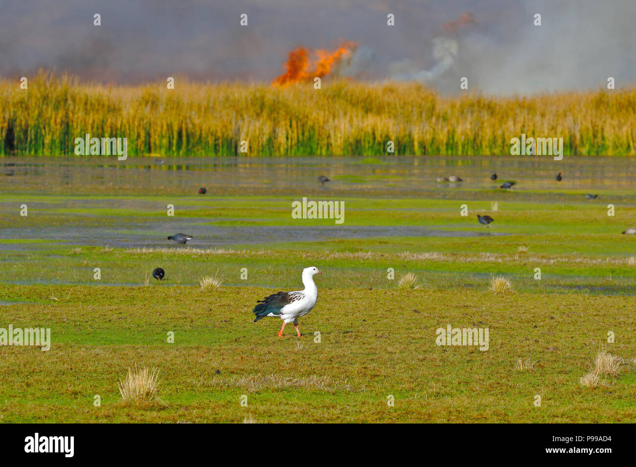 Détail de l'incendie de roseaux à l'intérieur du lac Junín dans Ondores, qui endommage l'habitat des oiseaux qui y vivent (Chloephaga melanoptera) Banque D'Images