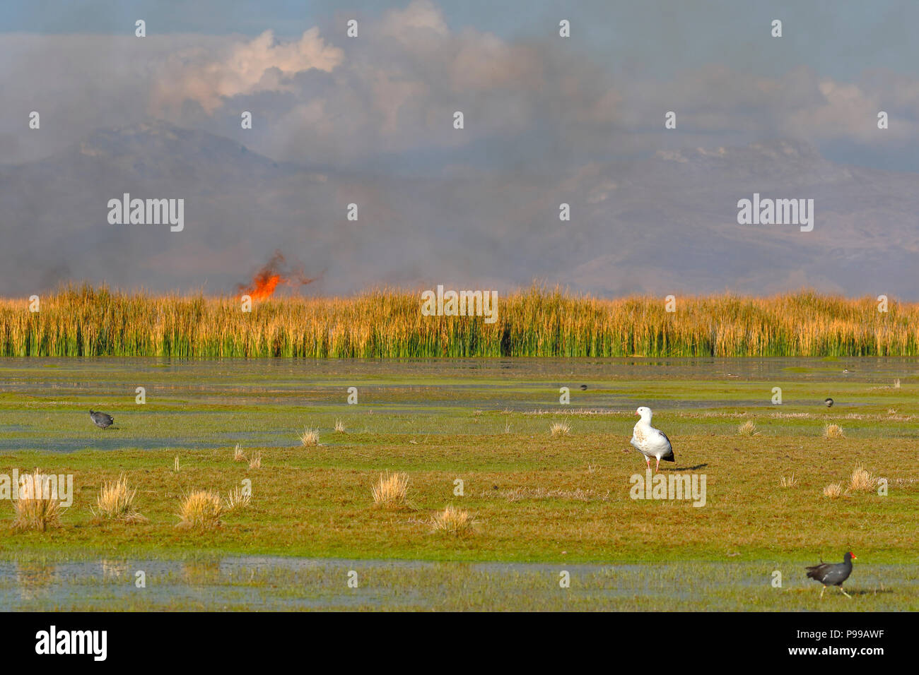 Détail de l'incendie de roseaux à l'intérieur du lac Junín dans Ondores, qui endommage l'habitat des oiseaux qui y vivent (Chloephaga melanoptera) Banque D'Images