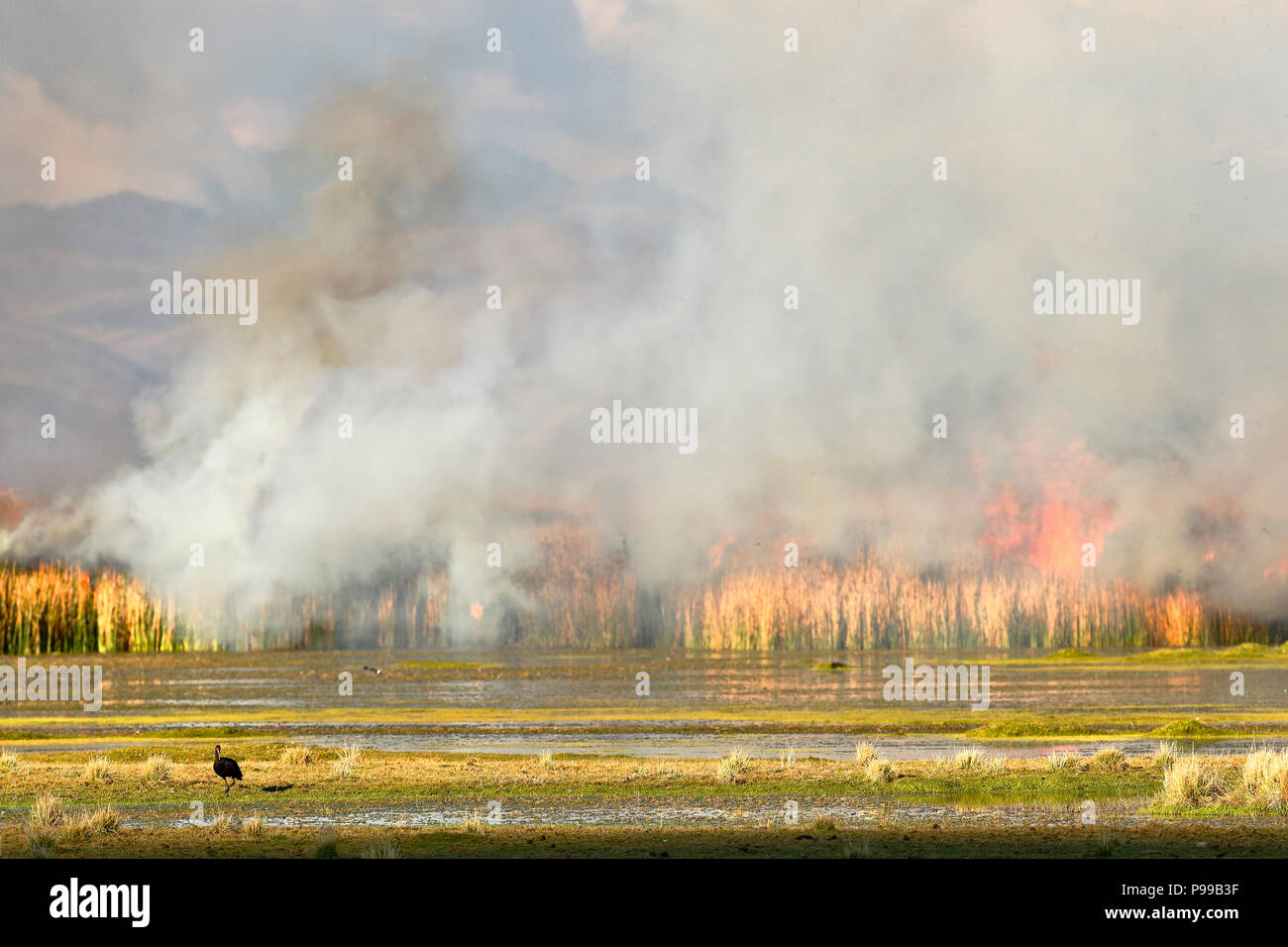 Détail de l'incendie de roseaux à l'intérieur du lac Junín dans Ondores, qui endommage l'habitat des oiseaux qui y vivent Banque D'Images