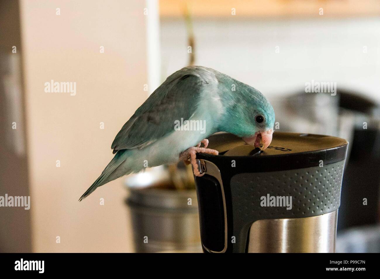 Bebe Bleu Pied Parrotlet Sur La Coupe Photo Stock Alamy Bebe Bleu Pied Parrotlet Sur La Coupe Photo Stock Alamy