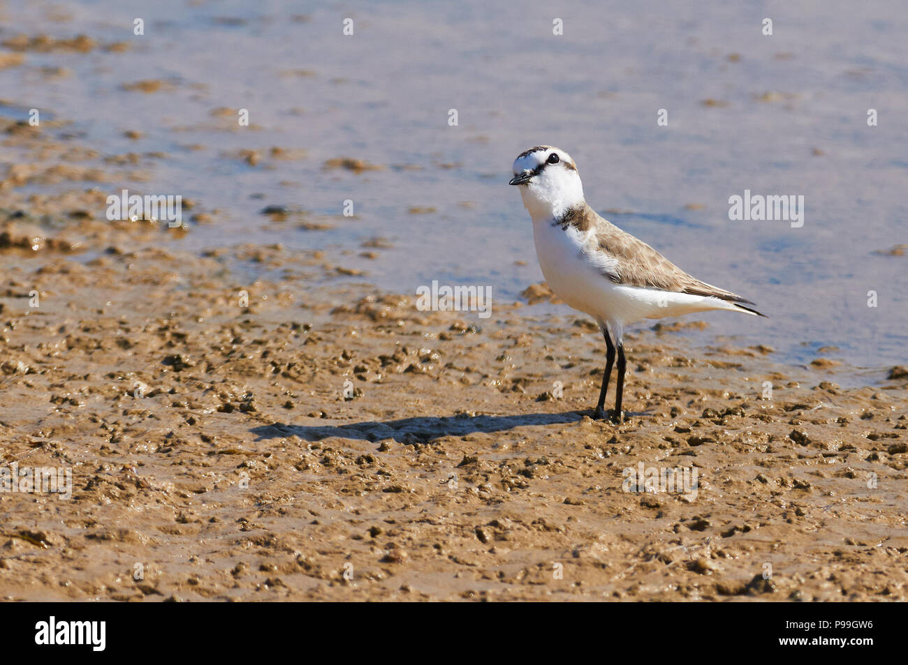 Kentish Plover (Charadrius alexandrinus) mâle à Estanyets de Can Marroig salt marsh dans le Parc Naturel de Ses Salines (Formentera, Iles Baléares, Espagne) Banque D'Images
