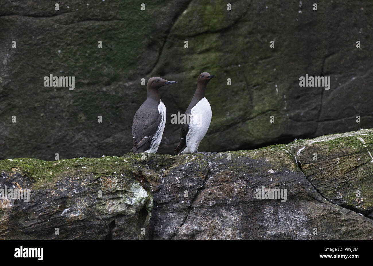 Guillemot marmette commune ou commune (Uria allge), deux oiseaux sur une corniche, Noss, Shetland. Banque D'Images