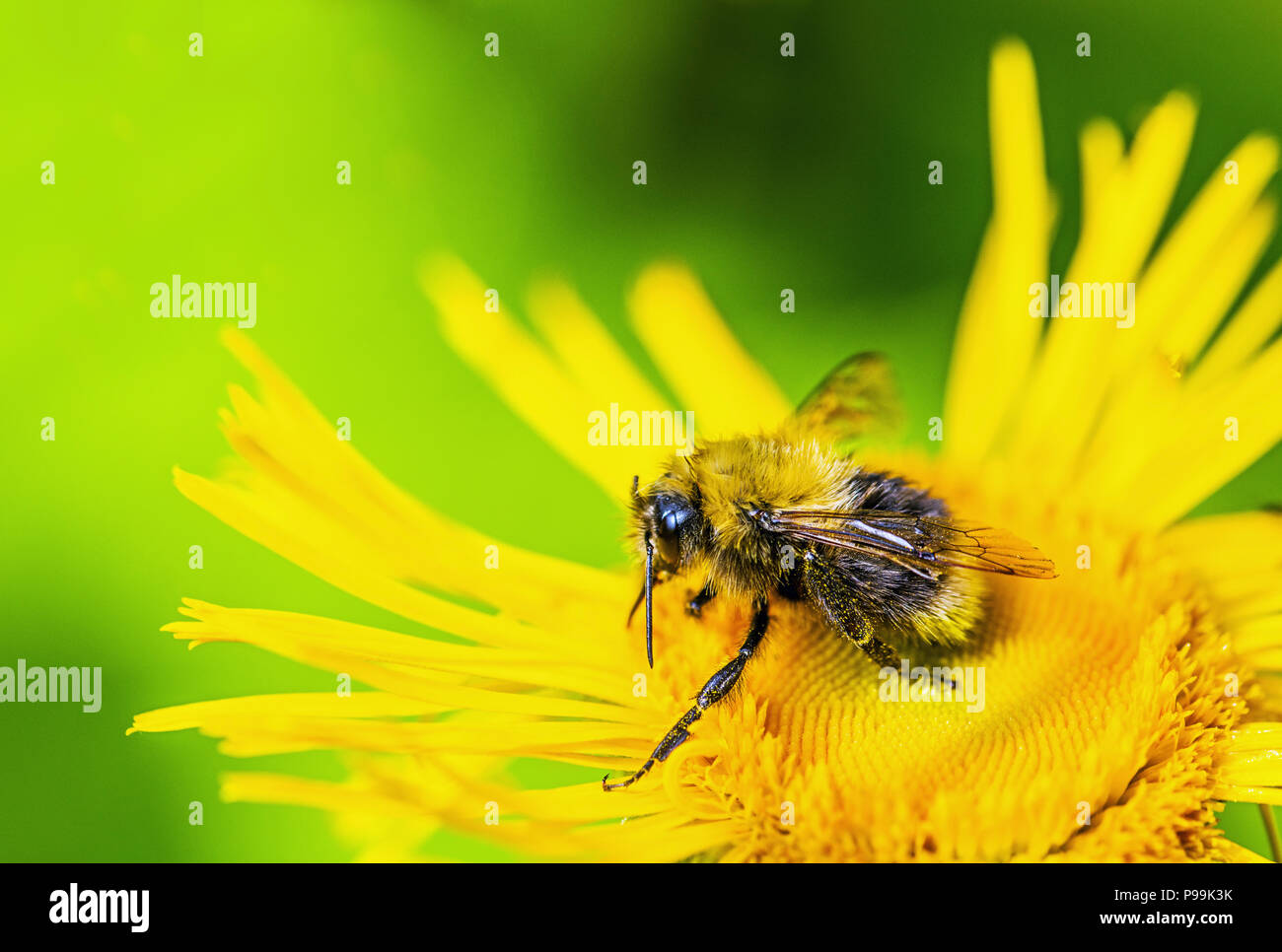 Bourdon sur fleur jaune Banque D'Images