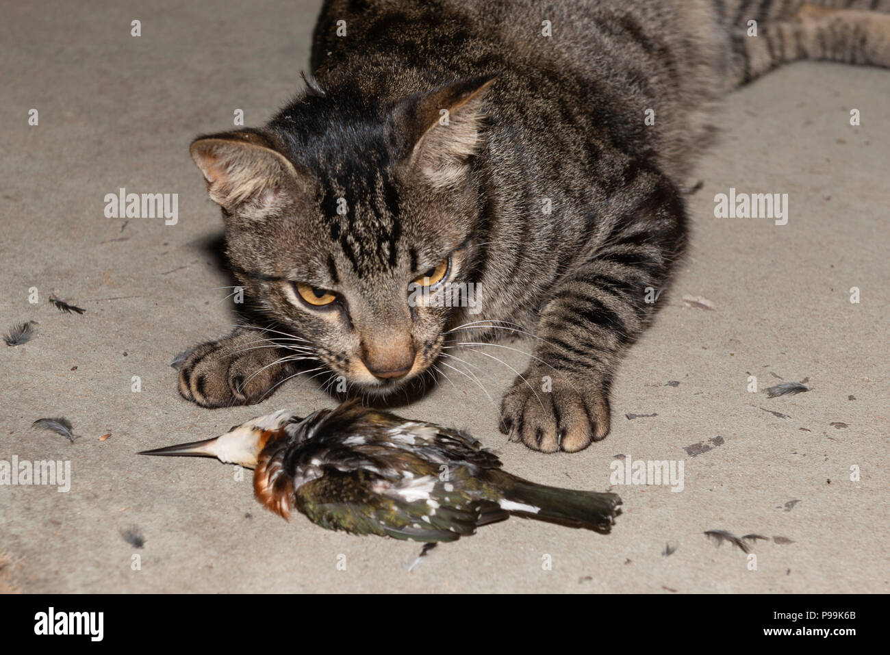 Un chat domestique avec un martin-pêcheur vert il juste tué dans le Pantanal du Brésil Banque D'Images