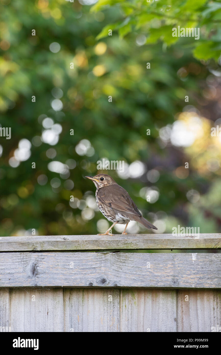 Turdus philomelos. Grive musicienne dans un jardin anglais. UK Banque D'Images