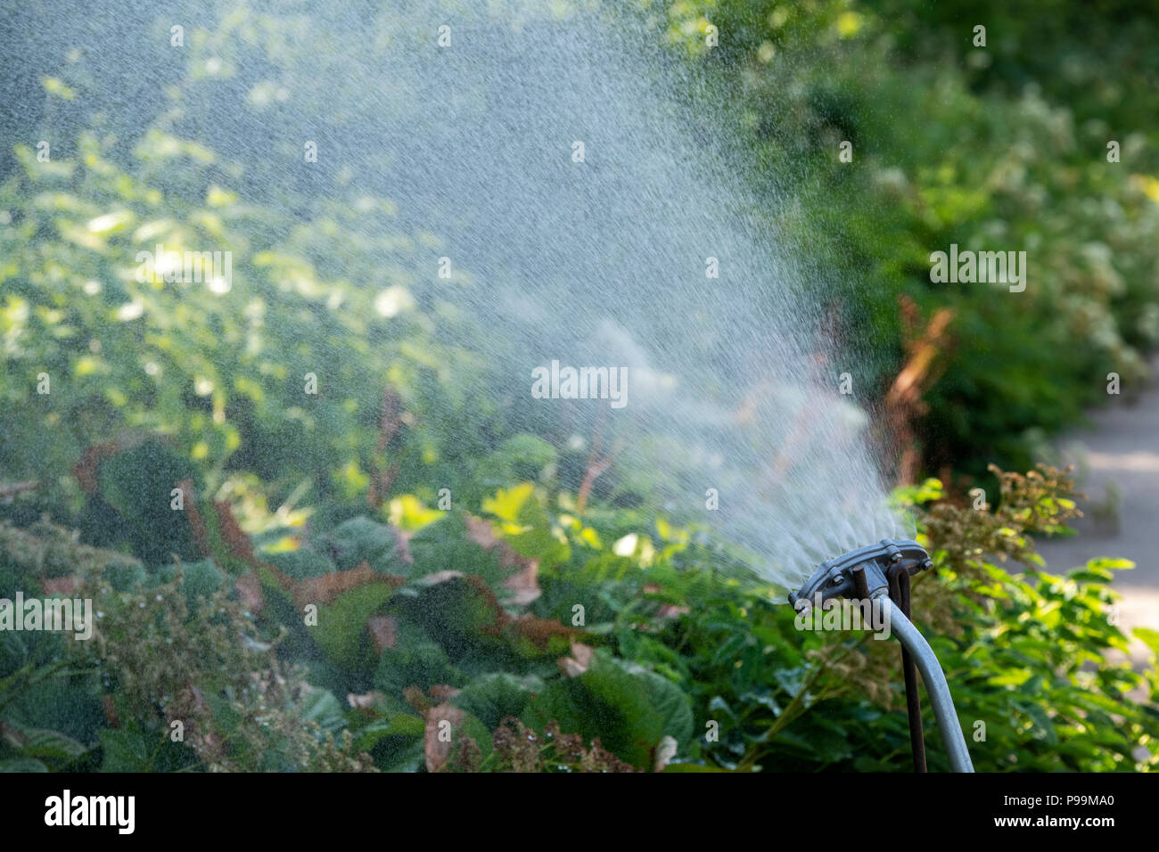 Water sprinkler watering garden une frontière à RHS Wisley Gardens dans l'été de canicule 2018. Surrey, UK Banque D'Images