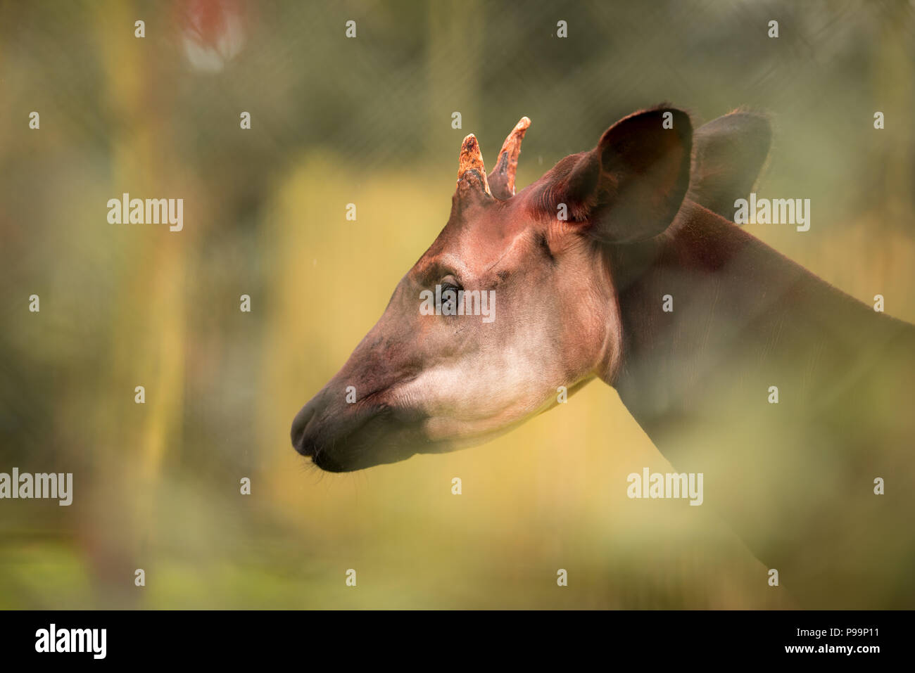 Okapi portrait d'egsotic animal en voie de disparition Banque D'Images Okapi portrait d'egsotic animal en voie de disparition Banque D'Images