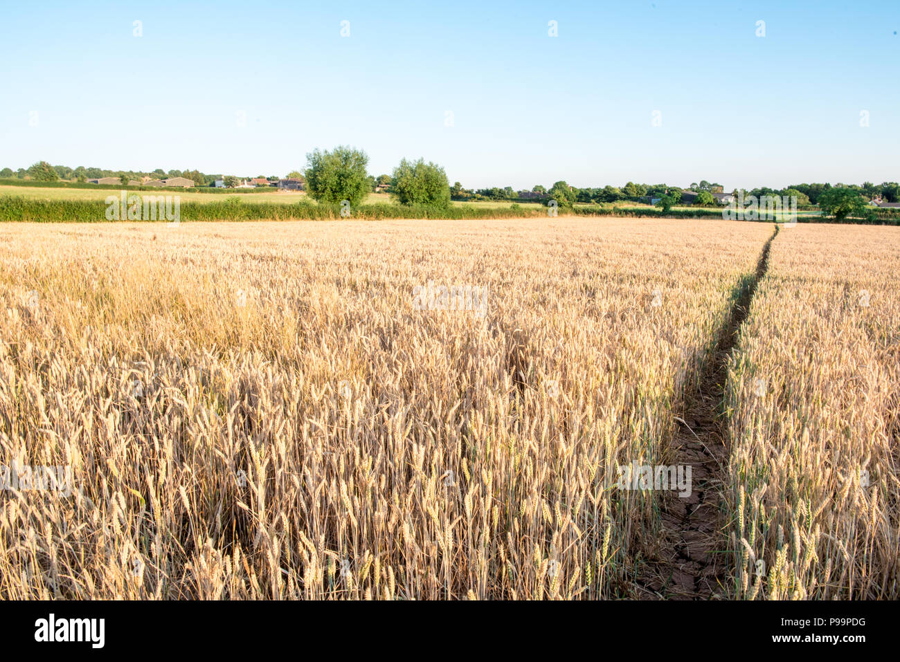 Un long chemin droit coupe à travers une récolte de blé d'or, de l'orge ou du maïs dans la campagne anglaise sur un soir d'été avec un ciel bleu Banque D'Images