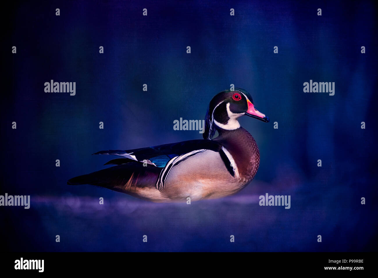Le Canard branchu (Aix sponsa) Banque D'Images