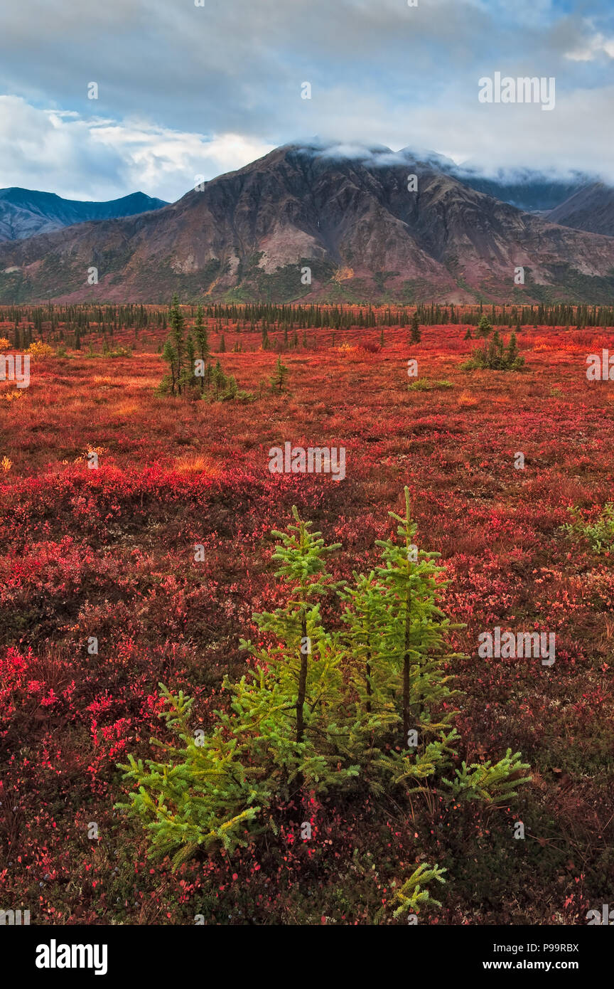 Les gaules d'épinette rouge et de taïga, Cantwell, Alaska Banque D'Images