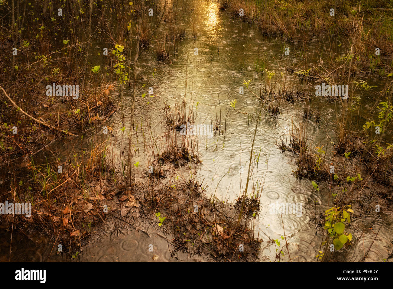 Raindrops sur la surface de l'eau d'une piscine d'eau douce vernale dans la réserve naturelle de Turtle Woods dans le sud-est du Michigan, États-Unis Banque D'Images