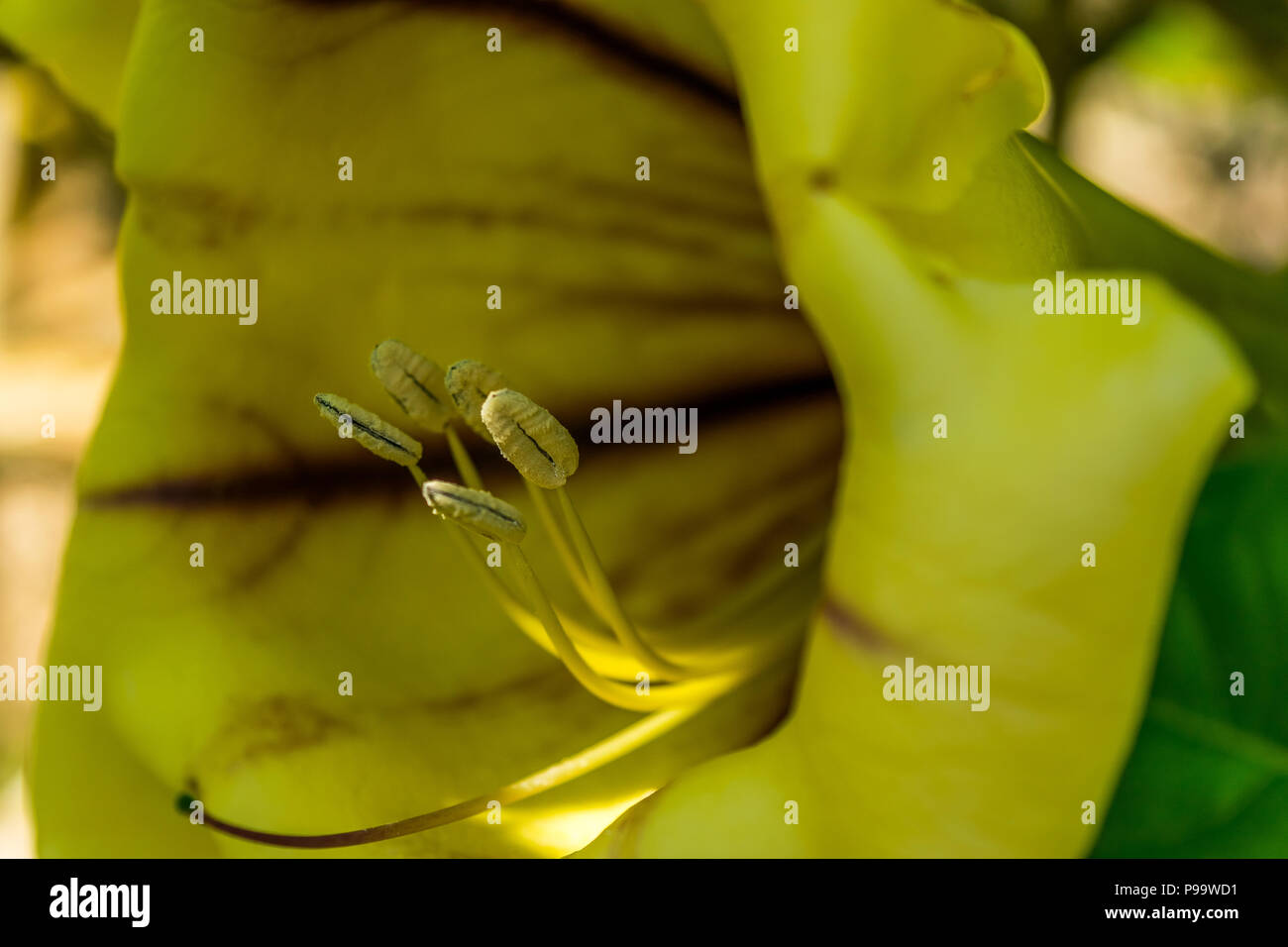Gros plan d'une vigne vigoureuse appelé Tasse de vigne d'Or (Solandra Maxima) également connu sous le nom de Golden Chalice Vine ou Hawaiian Lily, en Jamaïque. Banque D'Images