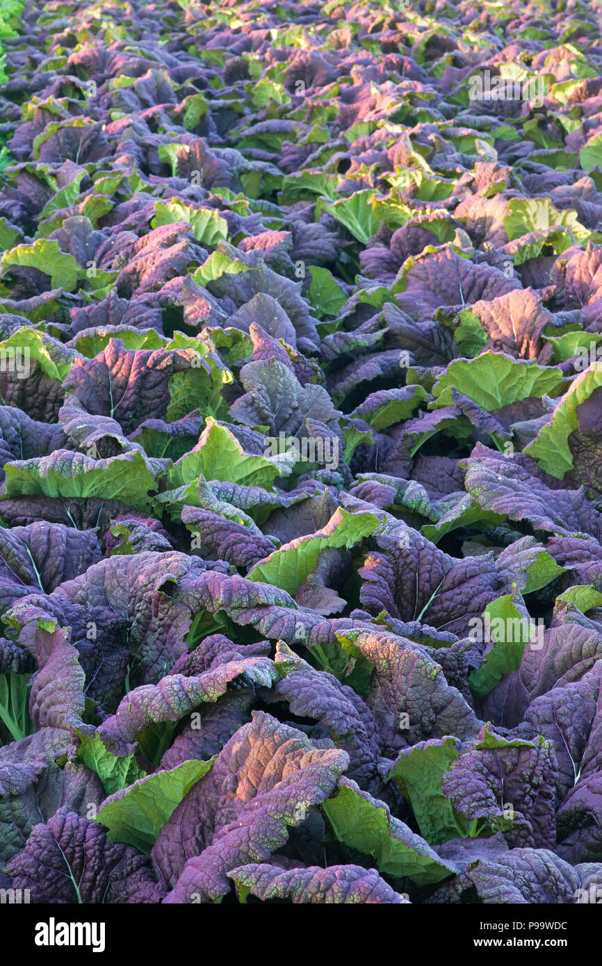 Les feuilles de moutarde rouge, 'Brassica juncea' growing in field, première lumière du matin, début avril. Banque D'Images