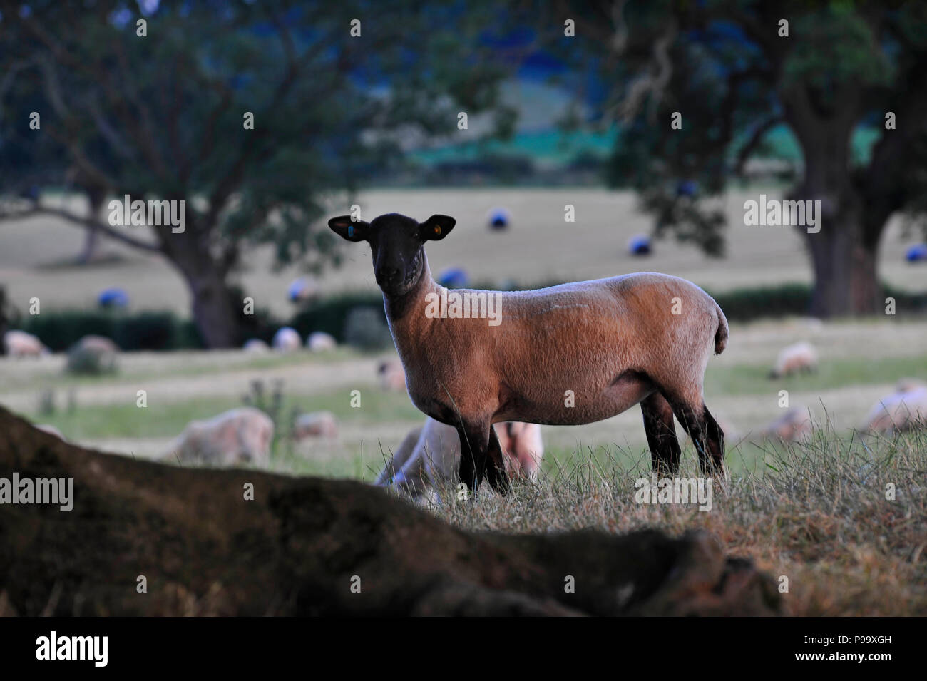 Moutons Masham North Yorkshire Angleterre UK Banque D'Images