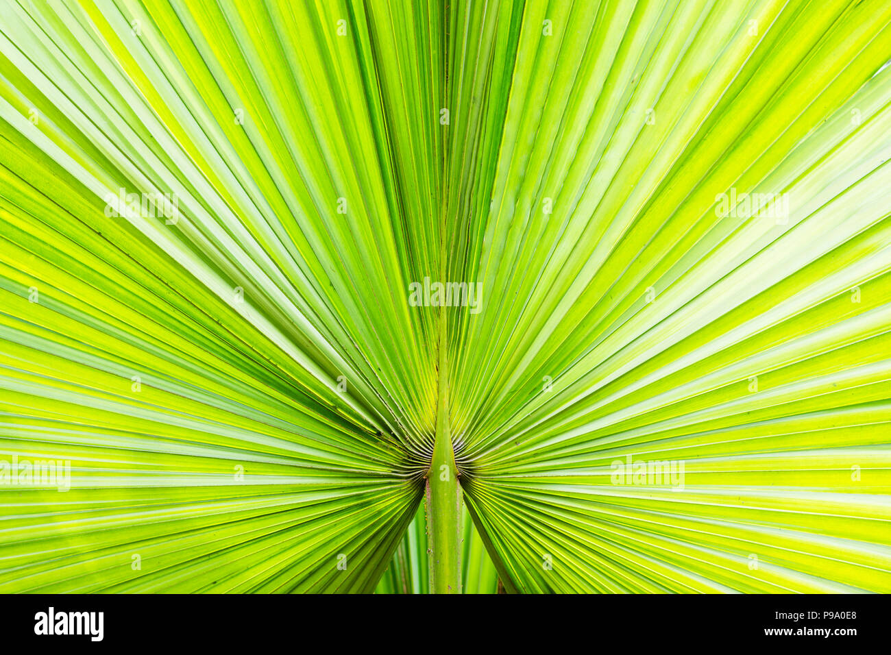 Abstract Close up shot of green fan palm leaf lignes convergentes Banque D'Images