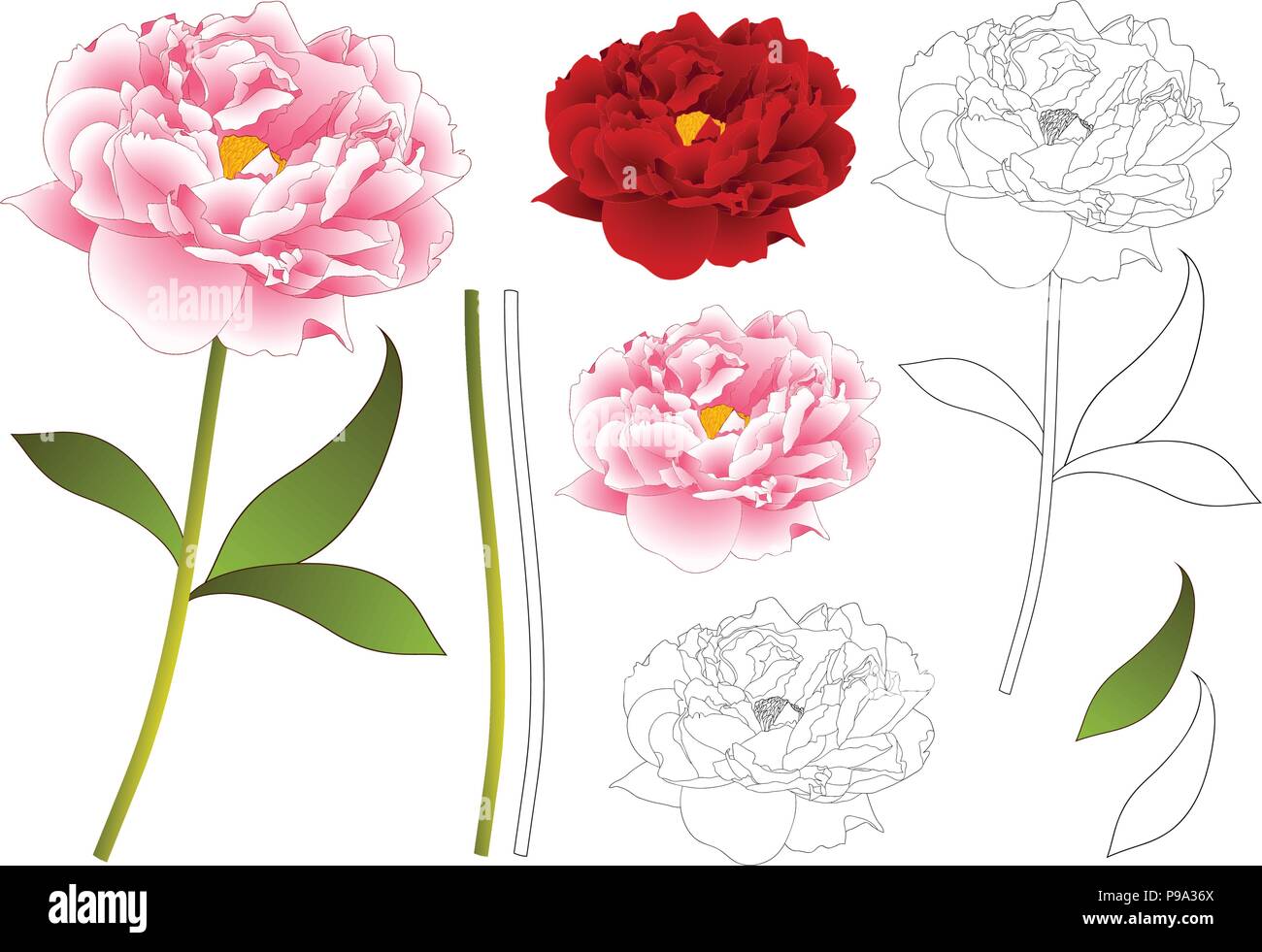 Fleur de pivoine rose et rouge Contour. isolé sur fond blanc. Vector Illustration. Illustration de Vecteur