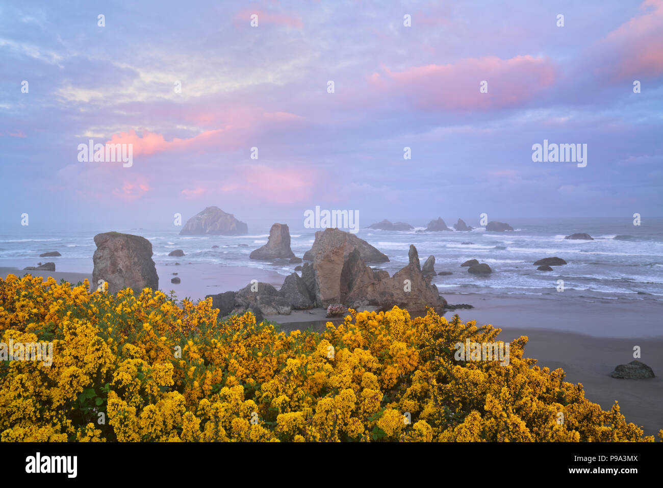 Lever de soleil sur l'Face Rock et les nombreuses piles de mer à Bandon Beach avec l'ajonc en fleur sur le littoral sud de l'Oregon. Banque D'Images