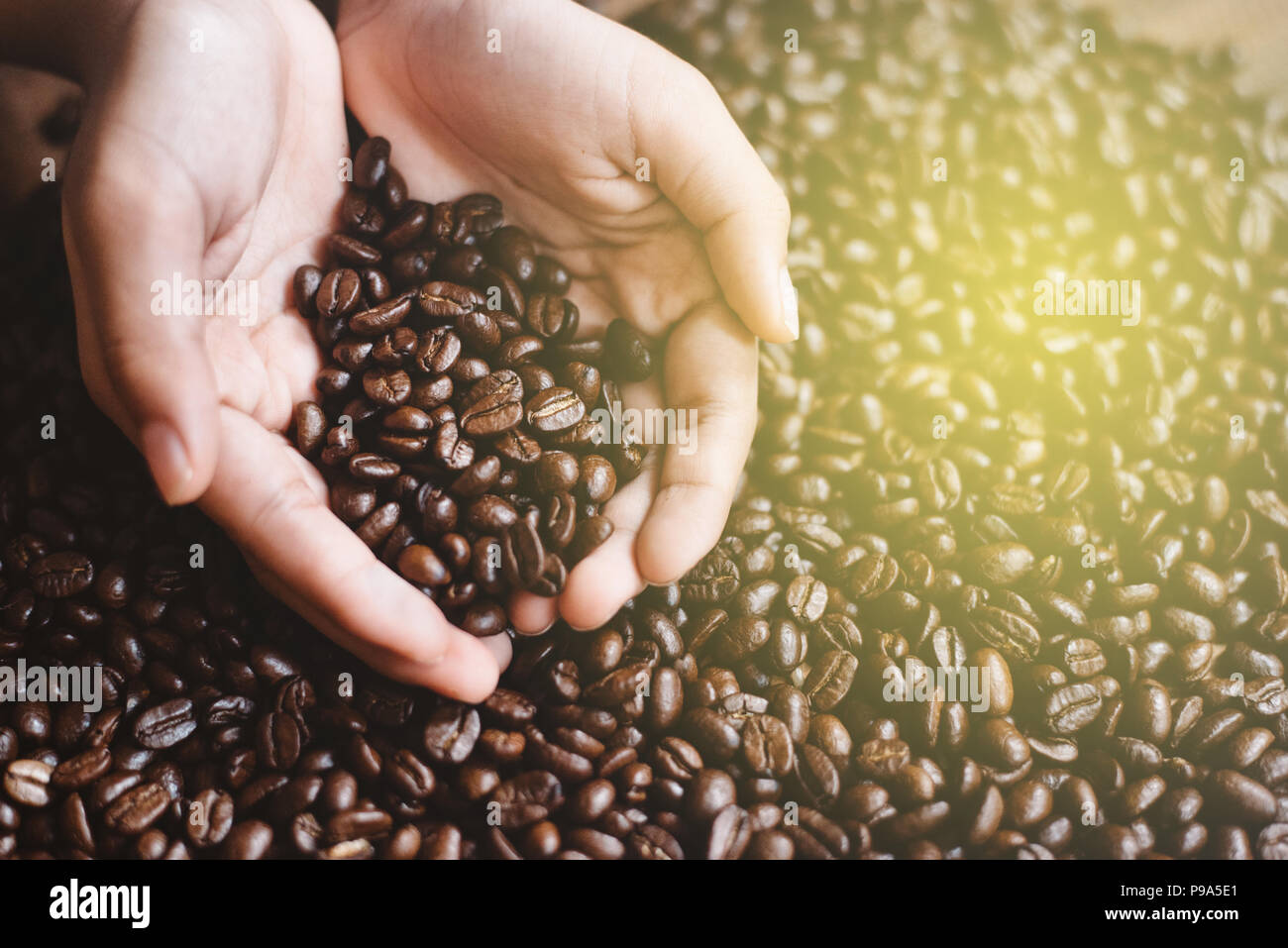 High angle portrait of man holding Coffee beans en creux des mains. boisson favorite et concept agricole Banque D'Images