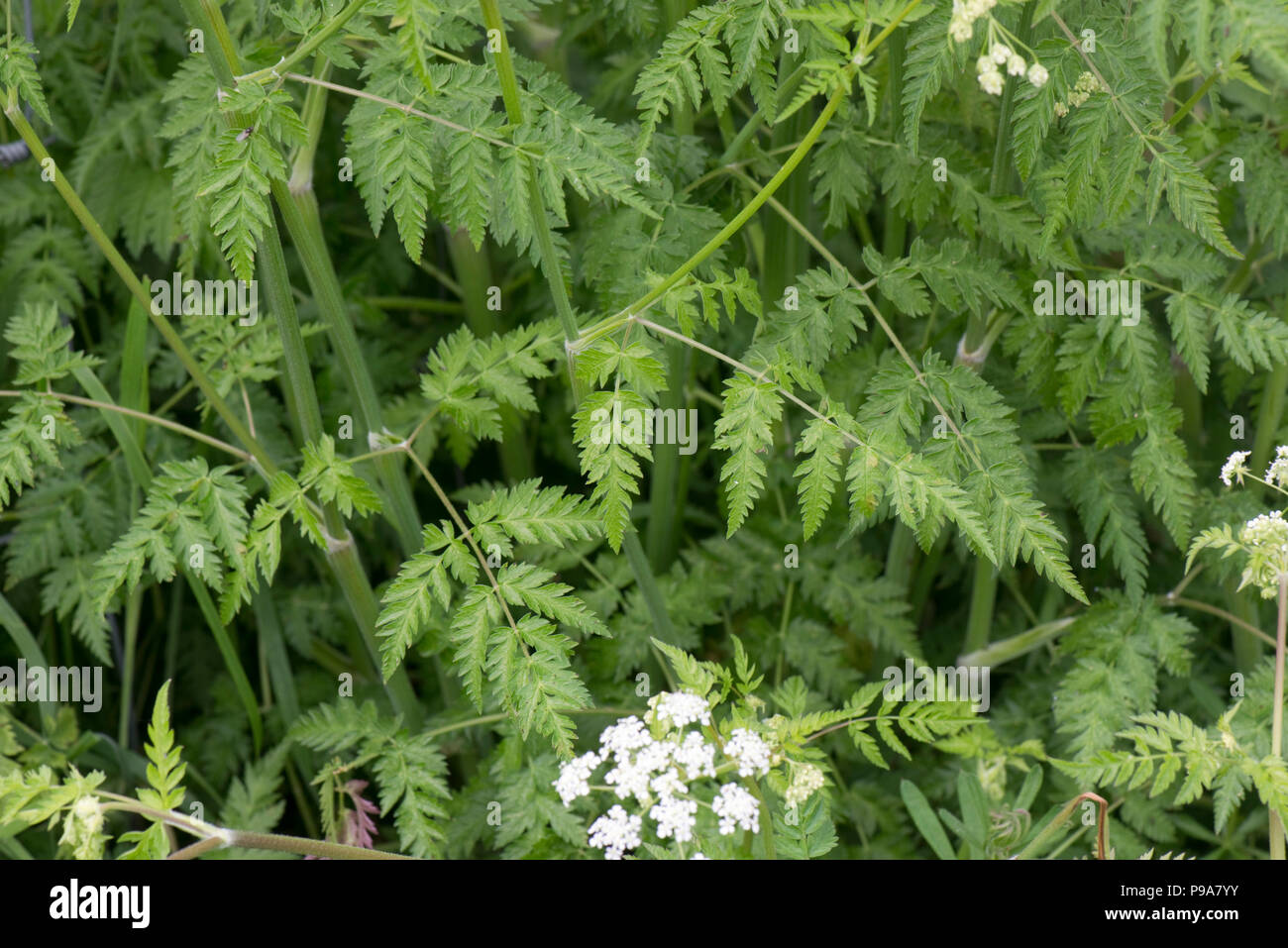 Cow parsley, Anthriscus sylvestris, feuillage, vert, fougère-like, les feuilles sur les bord, Berkshire, Mai Banque D'Images