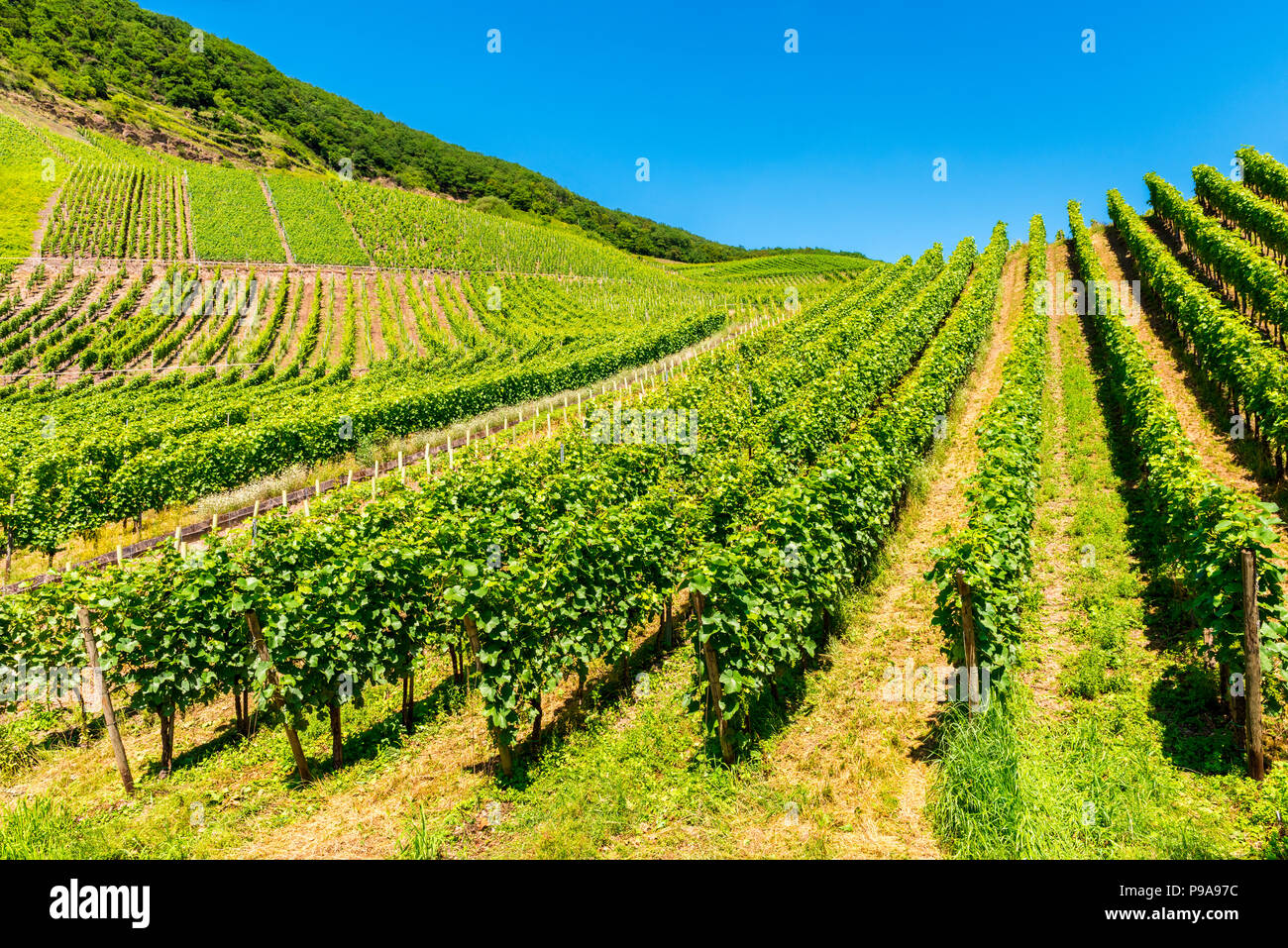 Vignobles de la vallée de la Moselle en Allemagne au printemps Banque D'Images
