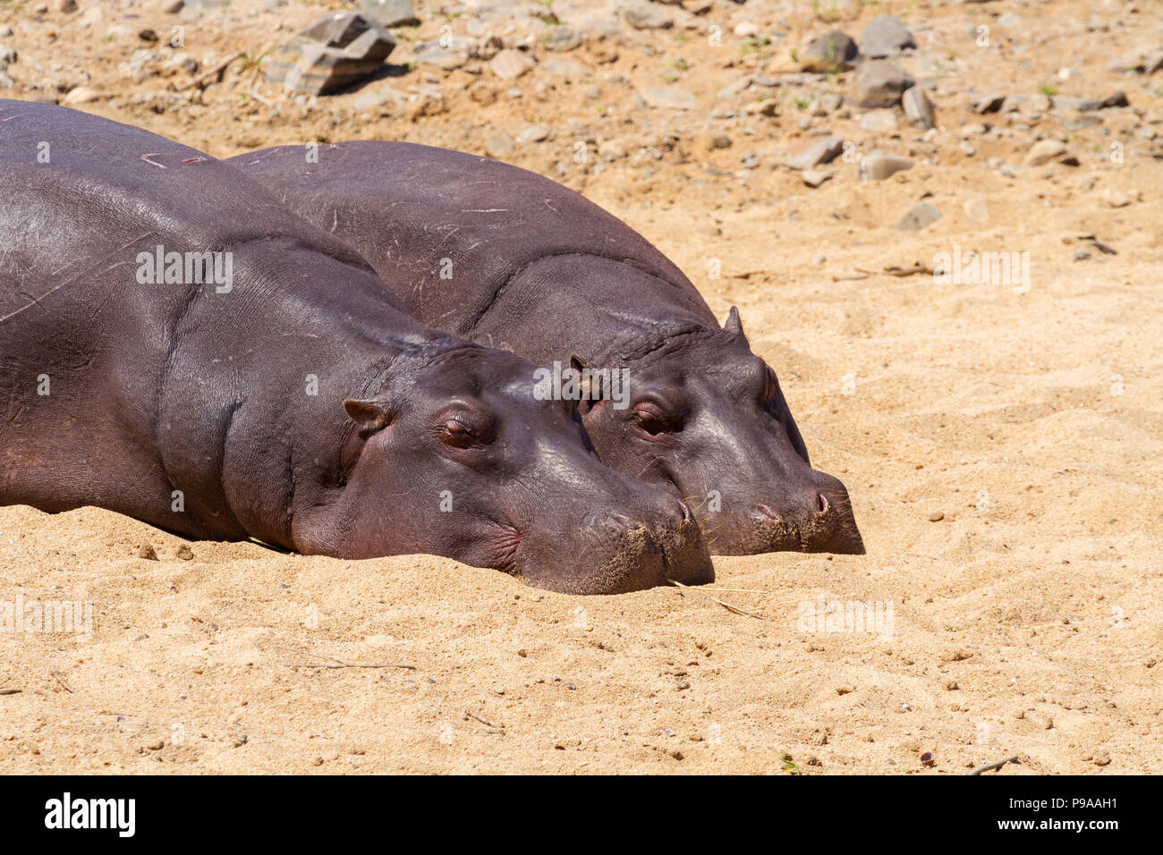 Paire d'hippopotames communs (Hippopotamus amphibius) reposant sur le sol, région de Kruger, Afrique du Sud Banque D'Images