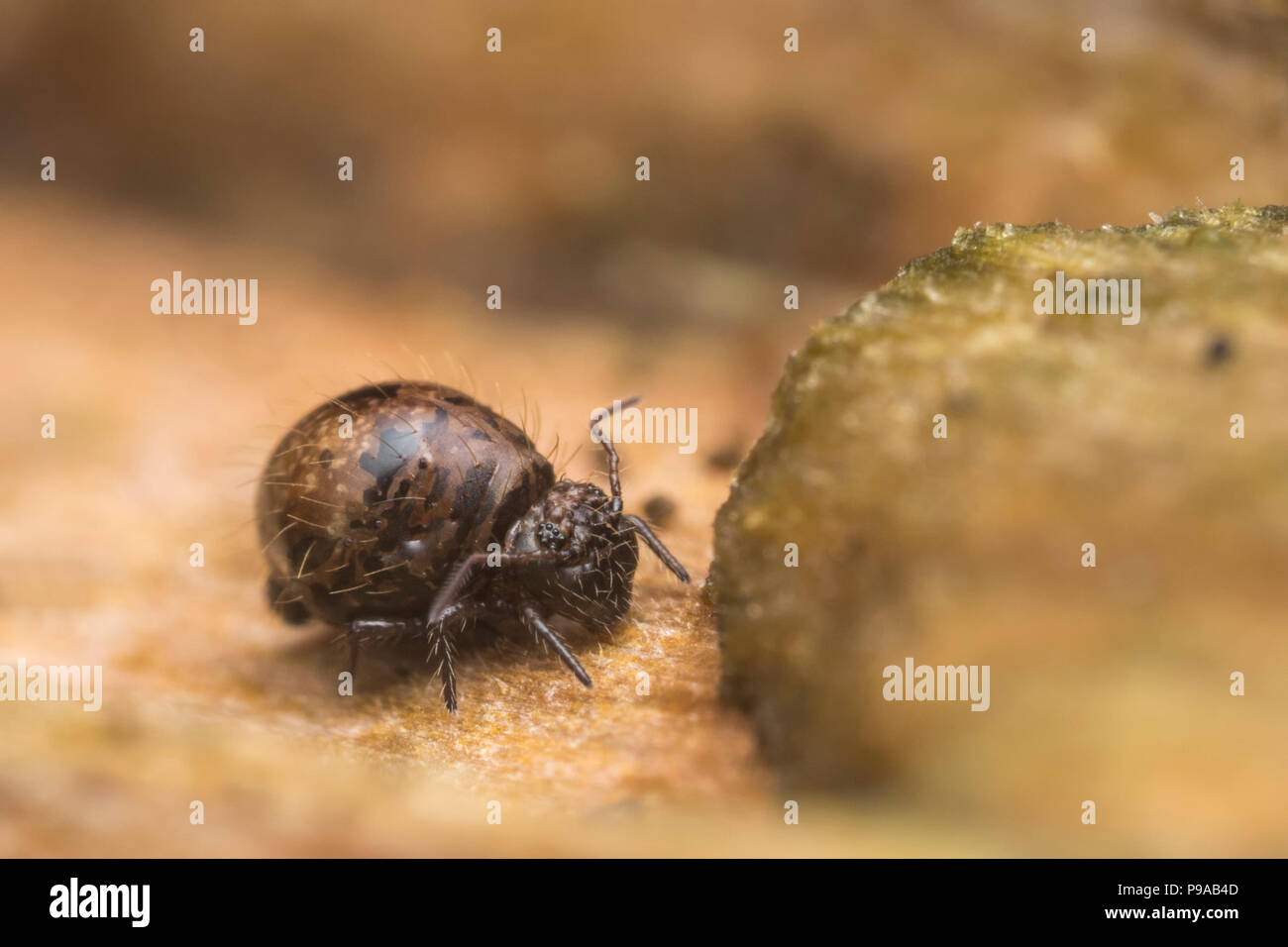 Allacma fusca springtail globulaire reposant sur le tronc de l'arbre. Tipperary, Irlande Banque D'Images