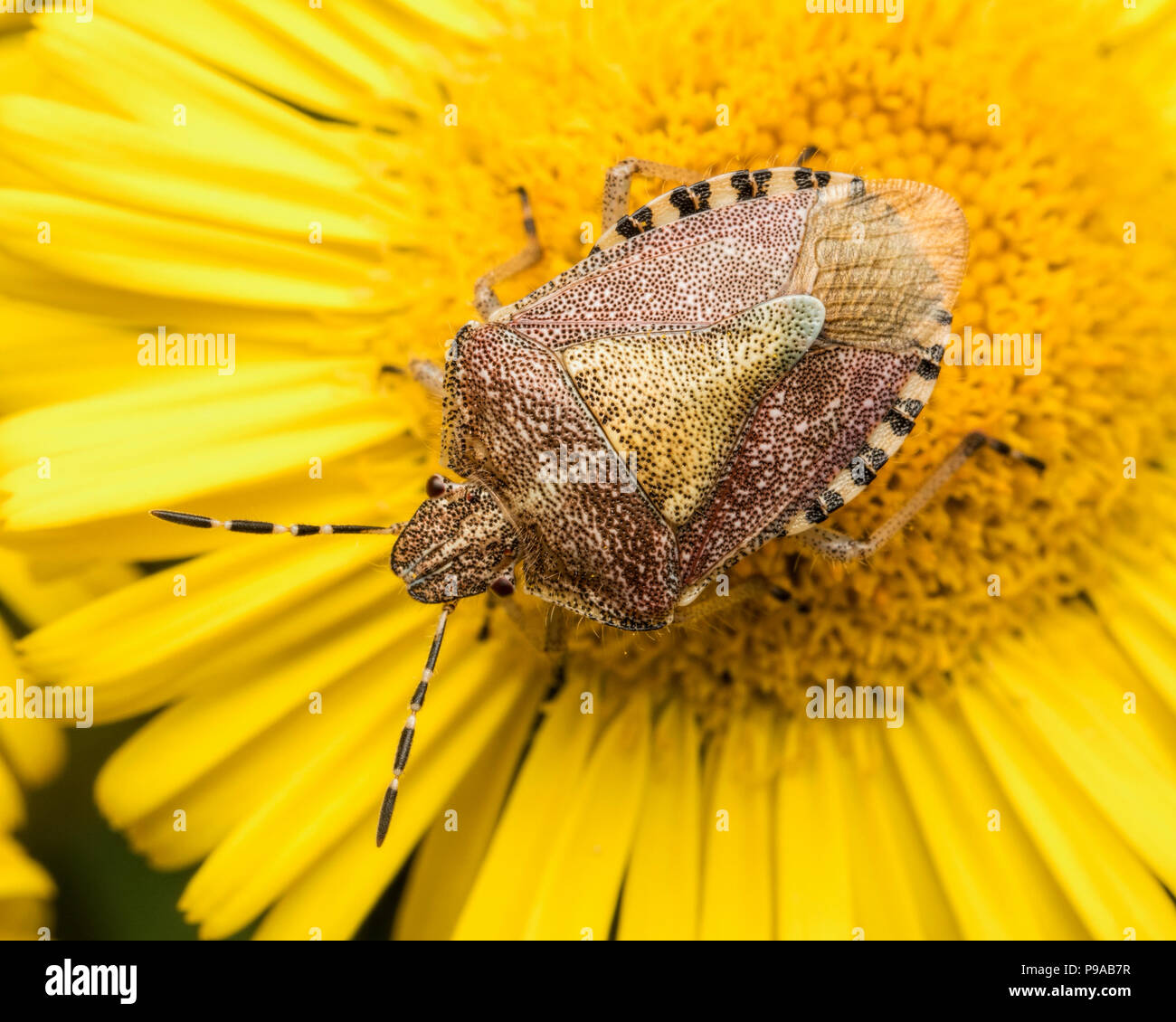 Dolycoris baccarum (Shieldbug poilue) assis sur le dessus de la vergerette de fleur. Tipperary, Irlande Banque D'Images