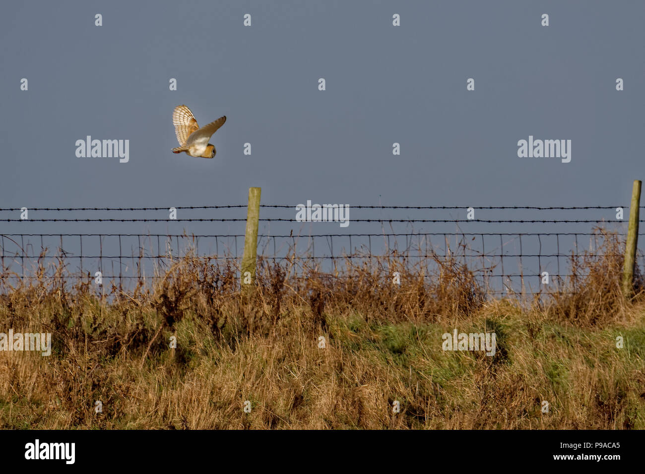 Effraie des clochers de la chasse au marais d'Elmley sur un après-midi d'hiver Banque D'Images