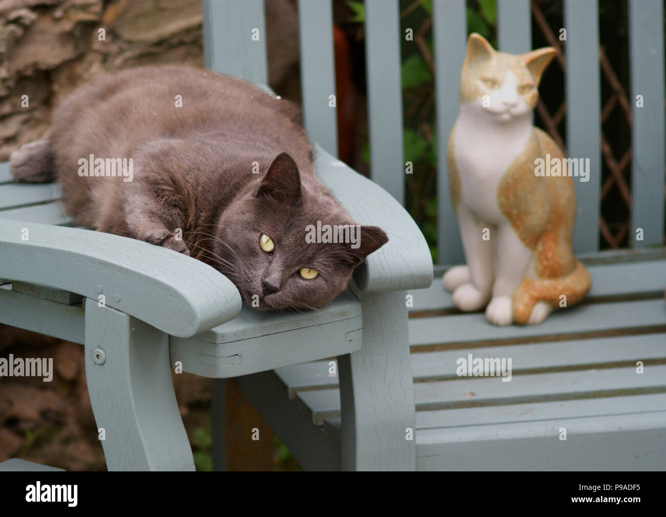 Feral Chat Gris Avec Des Yeux Verts Et Ciselée De Loreille