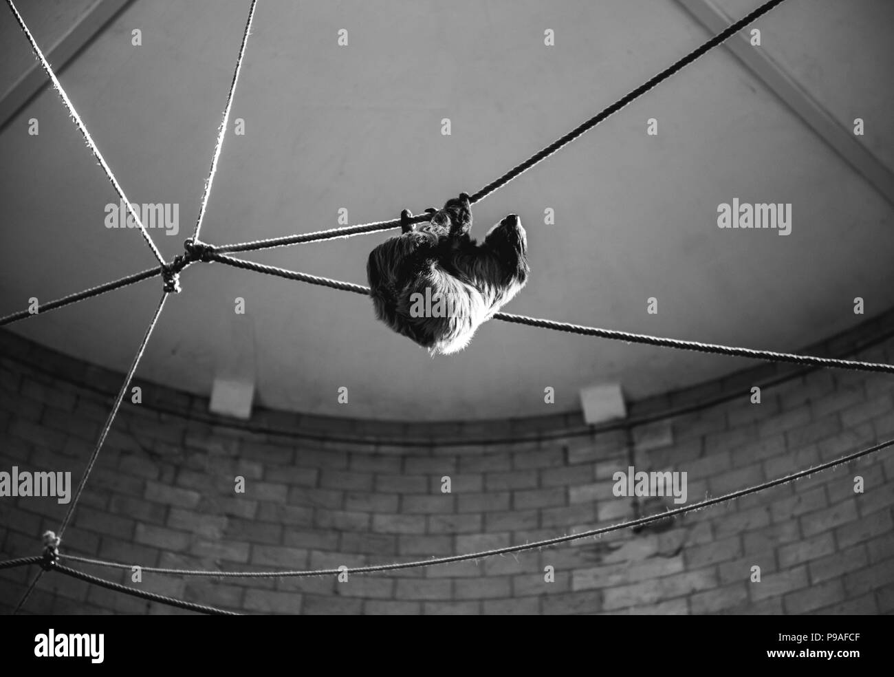 Sloth dormir sur une corde dans un zoo. Sloth en noir et blanc. Banque D'Images