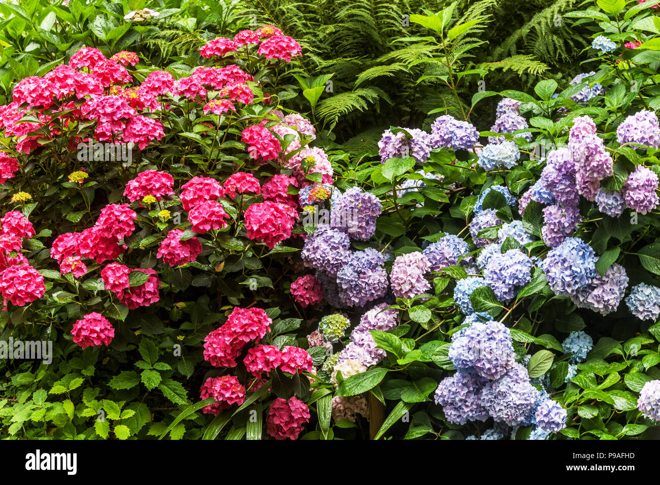 L'hortensia, Hydrangea macrophylla, Hortensia Banque D'Images