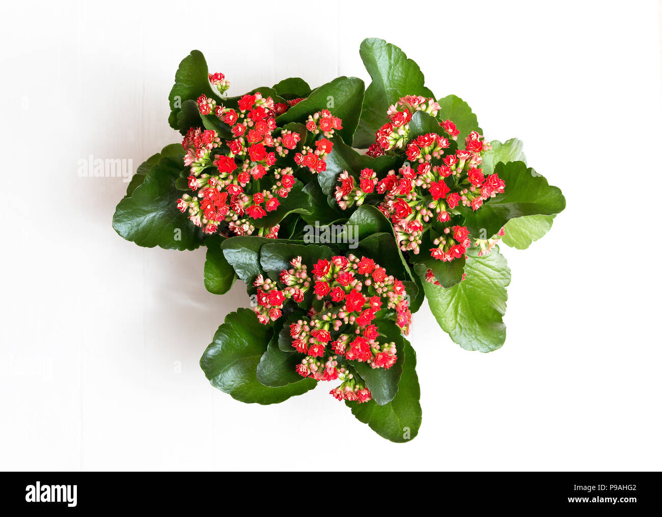 Vue de dessus. Trois Kalanchoe blanc sur fond de bois Banque D'Images