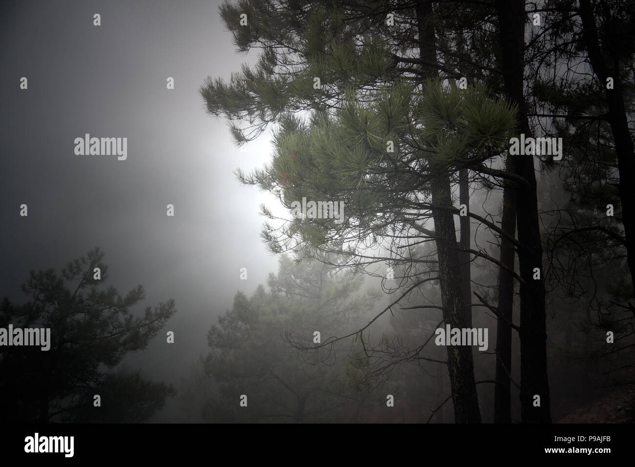 Foggy Dawn dans une forêt du nord du Portugal Banque D'Images