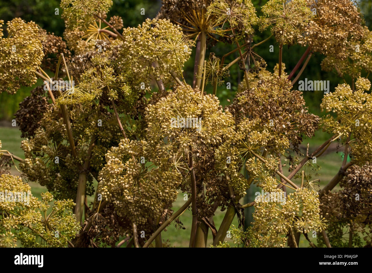ROME, ITALIE - 22 avril 2017 : La célèbre roseraie municipale sur la colline Aventino, dans le centre de Rome. Il est ouvert au printemps et en été et Banque D'Images
