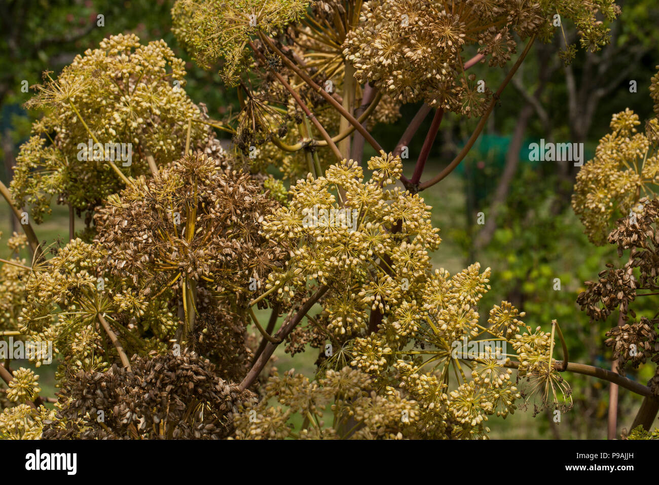 ROME, ITALIE - 22 avril 2017 : La célèbre roseraie municipale sur la colline Aventino, dans le centre de Rome. Il est ouvert au printemps et en été et Banque D'Images